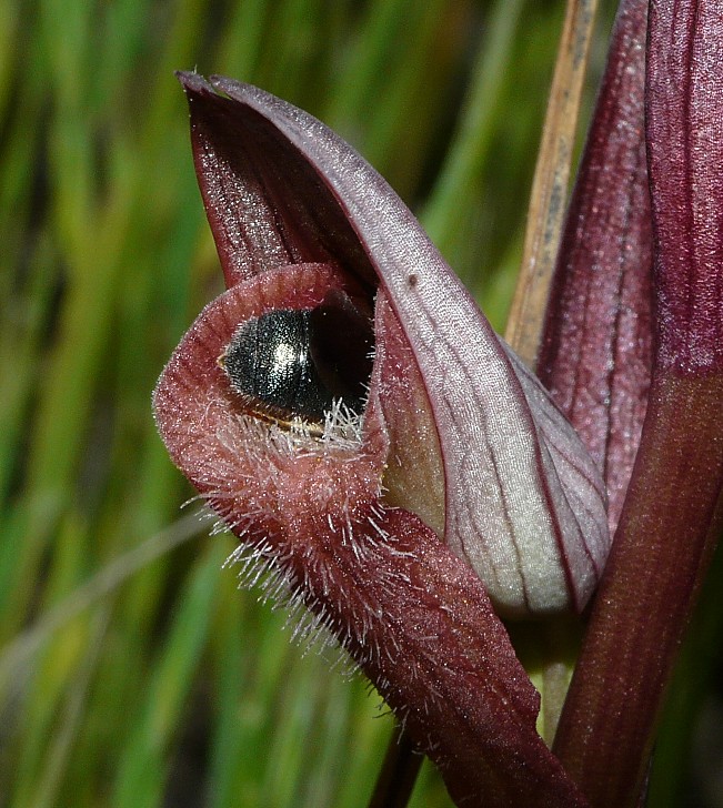 Pseudocopulazione di Ceratina cucurbitina su S. lingua